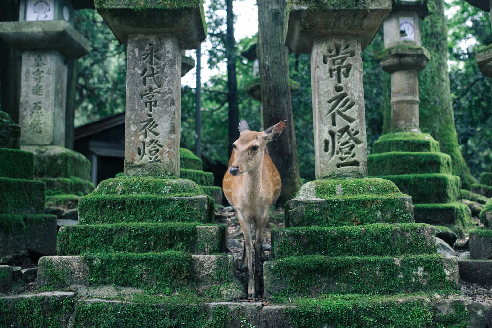 Cervo em Nara com cerejeiras